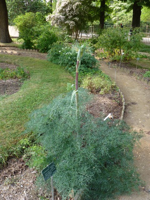 Ferula communis